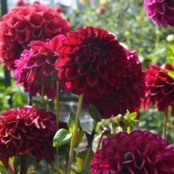 Dahlia 'Maroon Fox' -Garden Bloomy Shop x600 28742