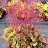 Heuchera Northern Exposure™ Sienna -Garden Bloomy Shop x600 28786