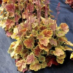 Heuchera Northern Exposure™ Sienna -Garden Bloomy Shop x600 28787