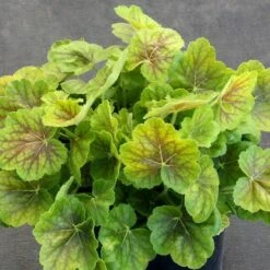 Heuchera Northern Exposure™ Sienna -Garden Bloomy Shop x600 28788