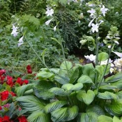 Hosta 'Guacamole' 7 Hosta 'Guacamole' -Garden Bloomy Shop x600 28855