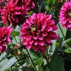 Dahlia 'Purple Haze' 8 Dahlia 'Purple Haze' -Garden Bloomy Shop x600 28859