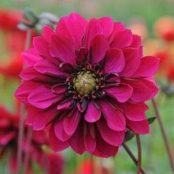 Dahlia 'Purple Haze' 9 Dahlia 'Purple Haze' -Garden Bloomy Shop x600 28860
