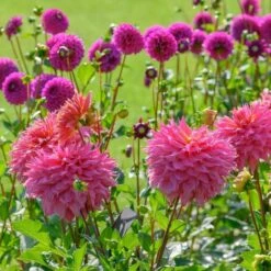 Dahlia 'Omega' -Garden Bloomy Shop x600 28913