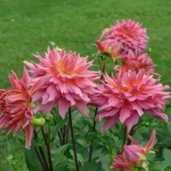 Dahlia 'Omega' -Garden Bloomy Shop x600 28914