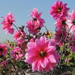 Dahlia 'Fascination' -Garden Bloomy Shop x600 28915