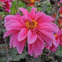 Dahlia 'Fascination' -Garden Bloomy Shop x600 28916