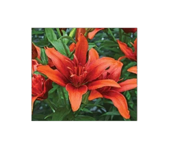 Bold Colors Asiatic Lily Mix -Garden Bloomy Shop x600 2897