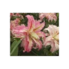 Lilium 'Broken Heart' 2 Lilium 'Broken Heart' -Garden Bloomy Shop x600 2898