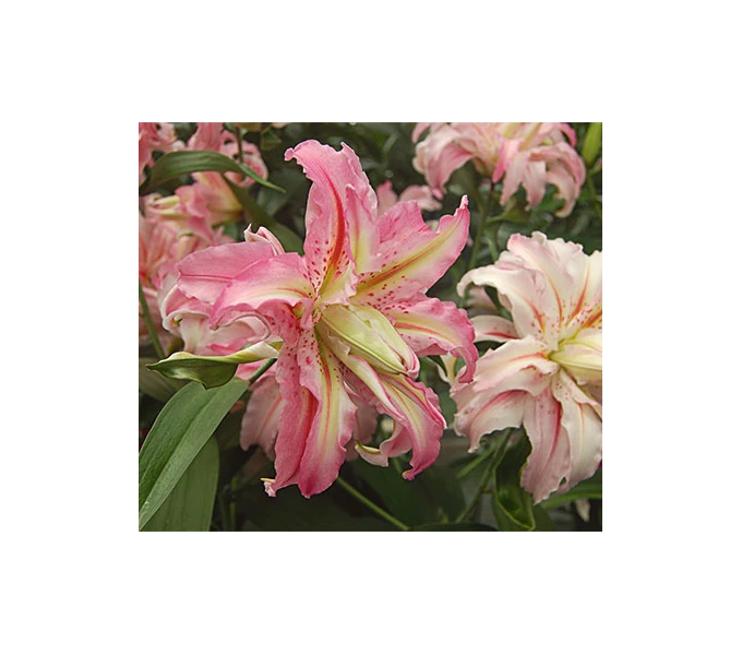 Lilium 'Broken Heart' 3 Lilium 'Broken Heart'