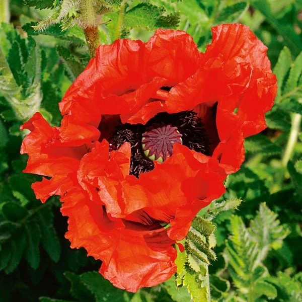 Papaver Orientale 'Doubloon' 3 Papaver Orientale 'Doubloon'