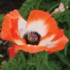 Papaver Orientale 'Pinnacle' -Garden Bloomy Shop x600 29025