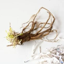 Papaver Orientale 'Pinnacle' 5 Papaver Orientale 'Pinnacle' -Garden Bloomy Shop x600 29026