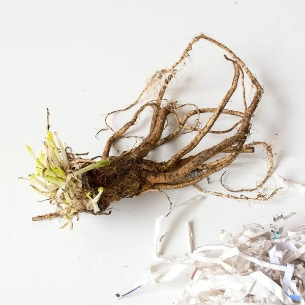 Papaver Orientale 'Pinnacle' 4 Papaver Orientale 'Pinnacle' - Image 2