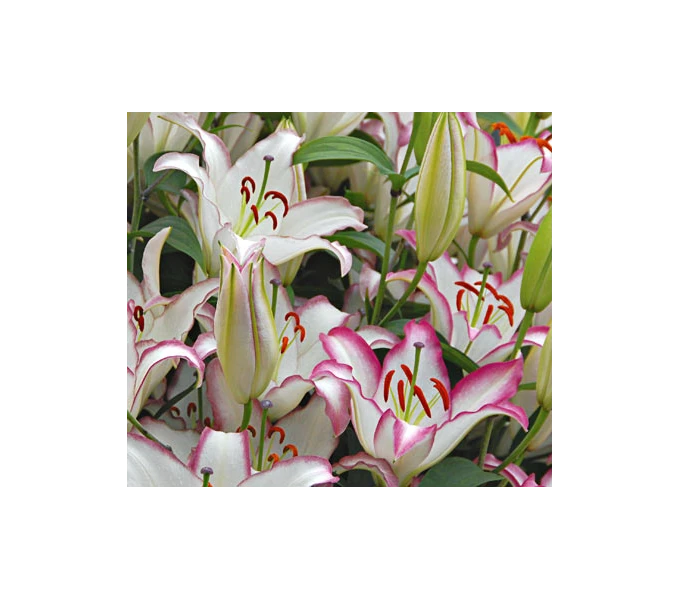 Lilium 'Hotline' 3 Lilium 'Hotline'