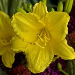 Hemerocallis (Daylily) 'Happy Returns' 8 Hemerocallis (Daylily) 'Happy Returns' -Garden Bloomy Shop x600 29065