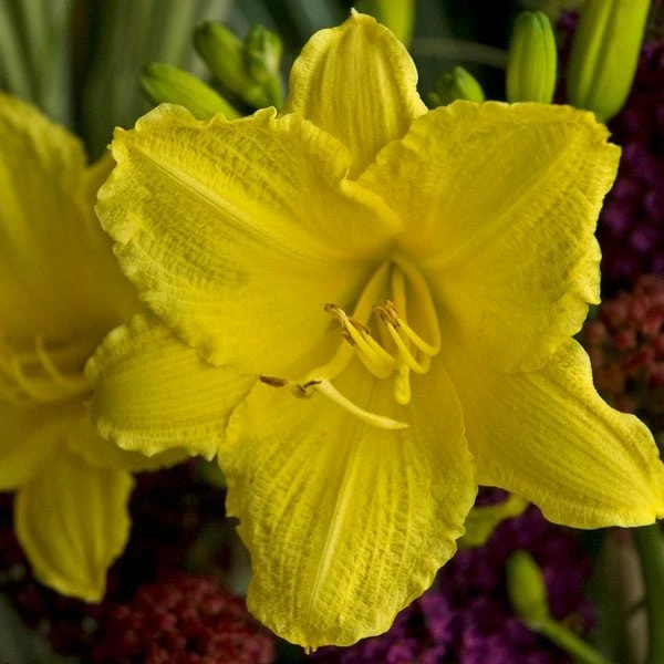 Hemerocallis (Daylily) 'Happy Returns' 5 Hemerocallis (Daylily) 'Happy Returns' - Image 3