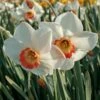Narcissus 'Colin's Joy' -Garden Bloomy Shop x600 29167