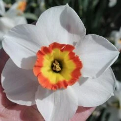 Narcissus 'Colin's Joy' -Garden Bloomy Shop x600 29169