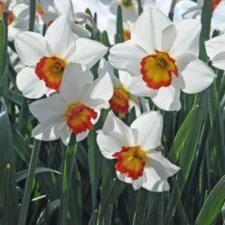 Narcissus 'Colin's Joy' -Garden Bloomy Shop x600 29170
