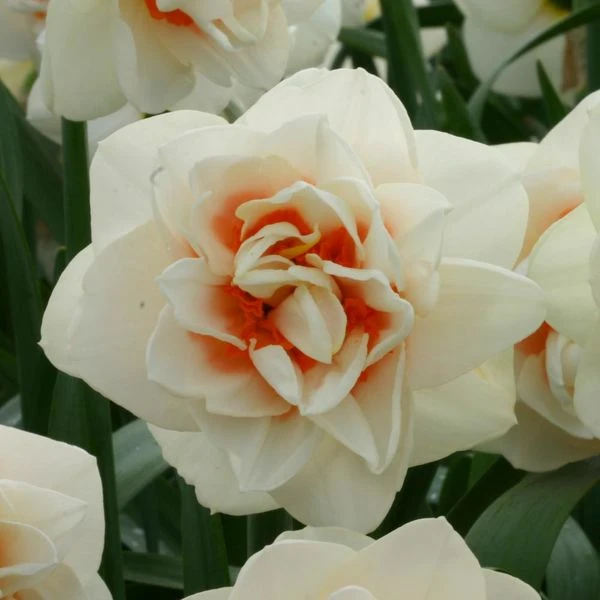 Narcissus 'Gay Kybo' 3 Narcissus 'Gay Kybo'