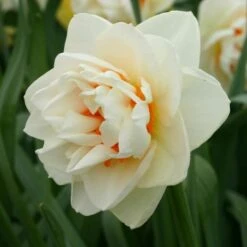 Narcissus 'Gay Kybo' 5 Narcissus 'Gay Kybo' -Garden Bloomy Shop x600 29175