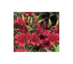 Strawberries & Cream Lilium Mix 24 Strawberries & Cream Lilium Mix -Garden Bloomy Shop x600 2918