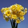 Narcissus 'Life Is Good' -Garden Bloomy Shop x600 29183