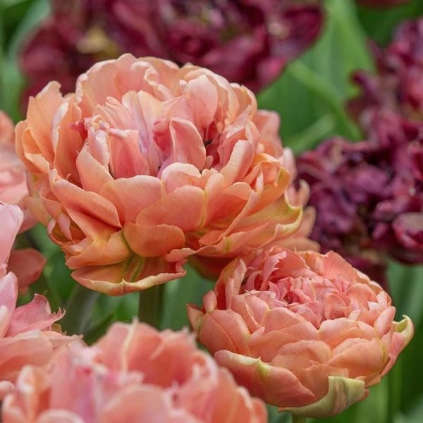 Tulip 'Copper Image' 3 Tulip 'Copper Image'