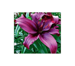 Bold Colors Asiatic Lily Mix -Garden Bloomy Shop x600 2938