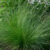 Ornamental Grass: Sporobolus Heterolepis 1 Ornamental Grass: Sporobolus Heterolepis -Garden Bloomy Shop x600 29445