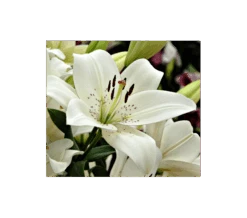 Bold Colors Asiatic Lily Mix -Garden Bloomy Shop x600 2947