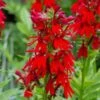 Lobelia Cardinalis 2 Lobelia Cardinalis -Garden Bloomy Shop x600 29472