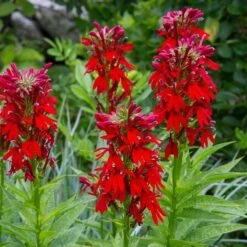 Lobelia Cardinalis -Garden Bloomy Shop x600 29473