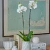 White Moth Orchid In 5½" Ceramic Cachepot 2 White Moth Orchid In 5½" Ceramic Cachepot -Garden Bloomy Shop x600 29487