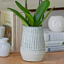 White Moth Orchid In 5½" Ceramic Cachepot -Garden Bloomy Shop x600 29490