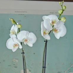 White Moth Orchid In 5½" Ceramic Cachepot -Garden Bloomy Shop x600 29492