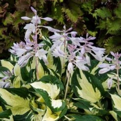 Hosta 'Fire And Ice' -Garden Bloomy Shop x600 29635