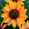 Echinacea Prima™ 'Ginger' -Garden Bloomy Shop x600 29763