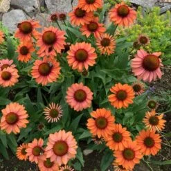 Echinacea Prima™ 'Ginger' -Garden Bloomy Shop x600 29764