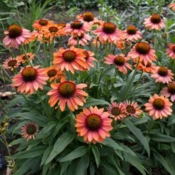 Echinacea Prima™ 'Ginger' -Garden Bloomy Shop x600 29765