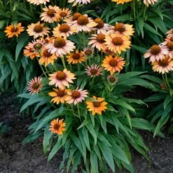 Echinacea Prima™ 'Ginger' -Garden Bloomy Shop x600 29766