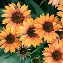 Echinacea Prima™ 'Ginger' -Garden Bloomy Shop x600 29767
