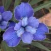 Iris Sibirica 'Silver Edge' -Garden Bloomy Shop x600 29774