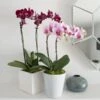 Blush White Compact Moth Orchids In 5" Ceramic Cachepot 2 Blush White Compact Moth Orchids In 5" Ceramic Cachepot -Garden Bloomy Shop x600 29854