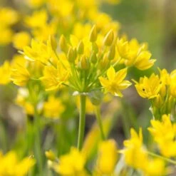 Allium Moly 8 Allium Moly -Garden Bloomy Shop x600 29924