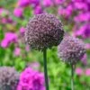 Allium 'Summer Drummer' 2 Allium 'Summer Drummer' -Garden Bloomy Shop x600 29931