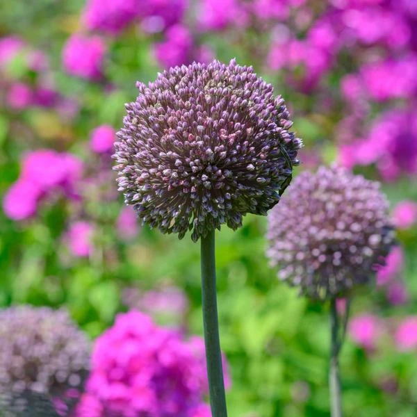 Allium 'Summer Drummer' 3 Allium 'Summer Drummer'