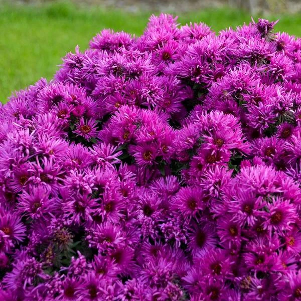 Symphyotrichum Novae-angliae 'Pink Crush' 4 Symphyotrichum Novae-angliae 'Pink Crush' - Image 2