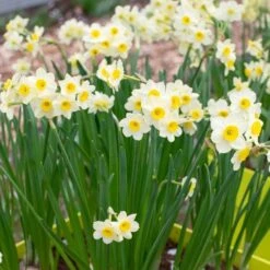 Narcissus 'Minnow' 8 Narcissus 'Minnow' -Garden Bloomy Shop x600 29943